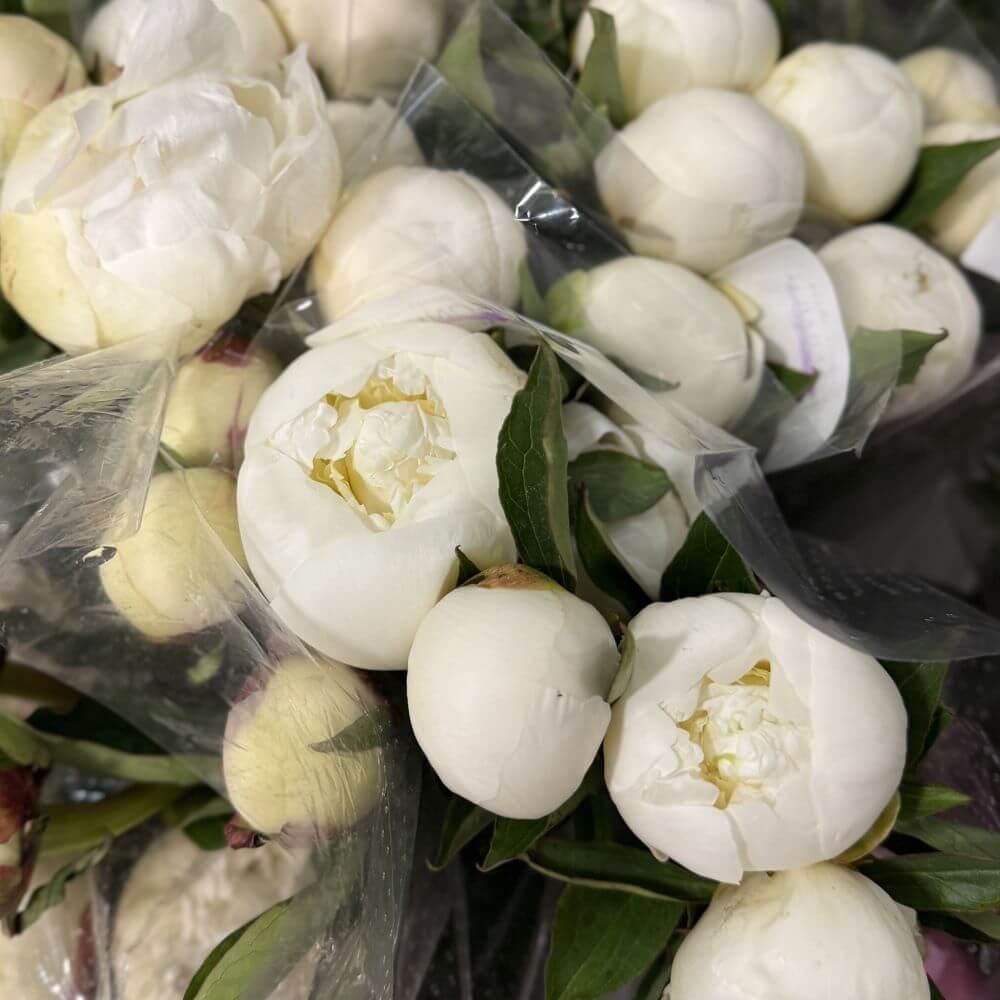 Peony import white