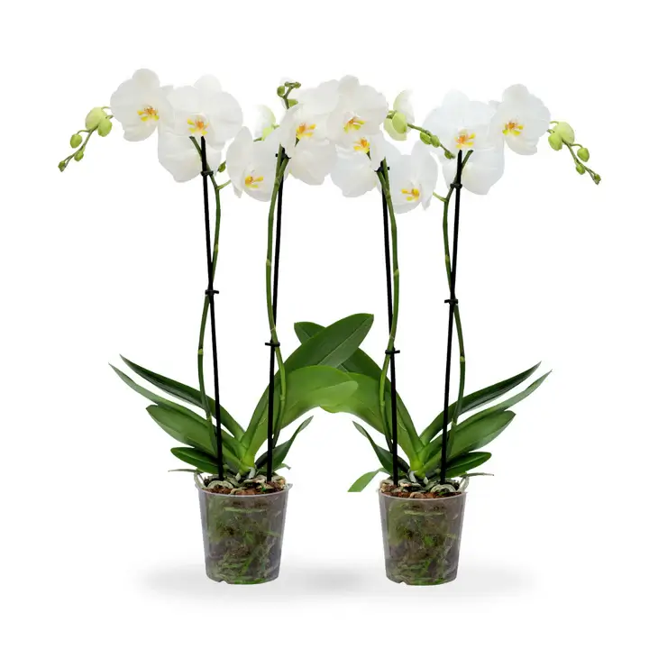 Phalaenopsis Orchids Double Spike White
