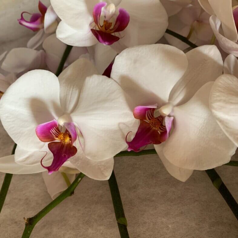 Phalaenopsis white and fuchsia