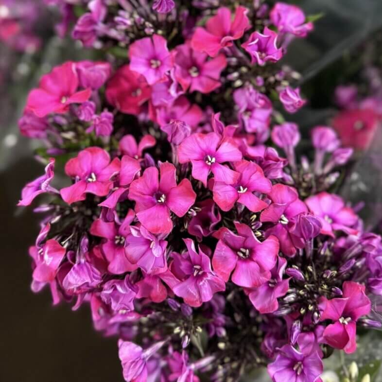Phlox hot pink