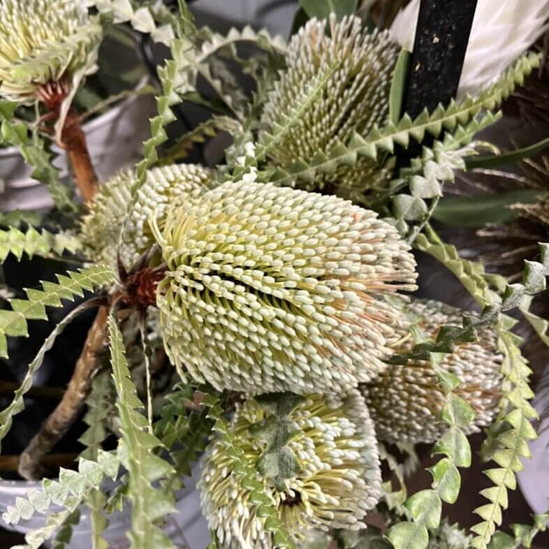 Protea Banksia Green