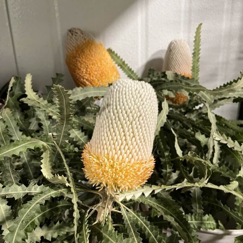 Protea Banksia Orange