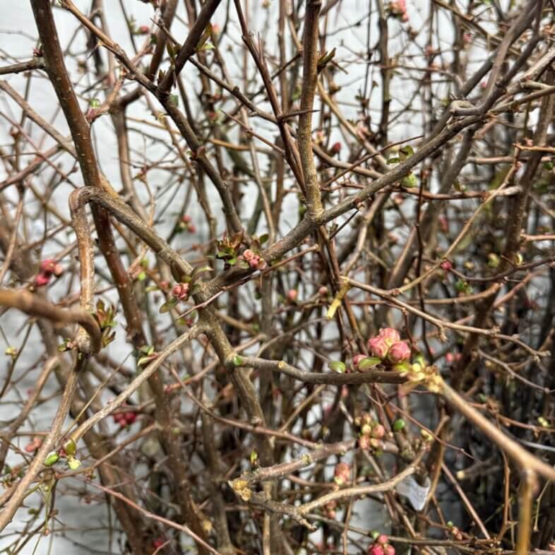 Quince Pink