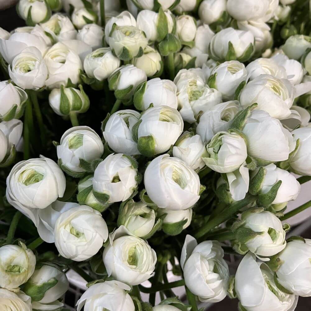 white ranunculus featured on with love, Meghan