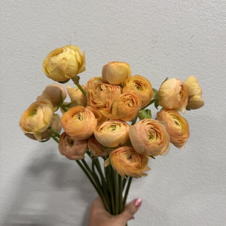 Ranunculus Elegance Peach