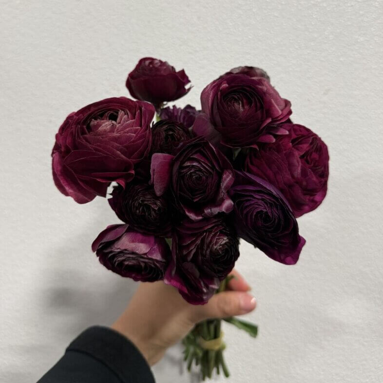 Ranunculus Elegance Purple