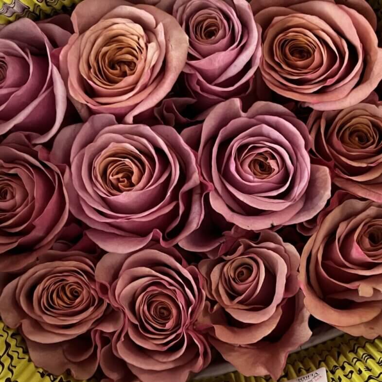Rose Purple Moon