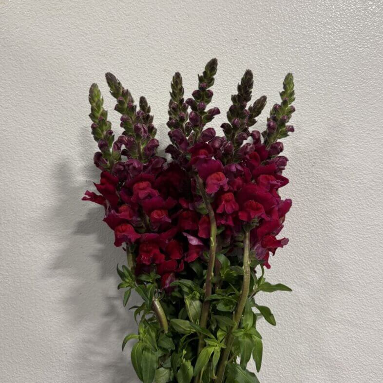 Snapdragon Burgundy
