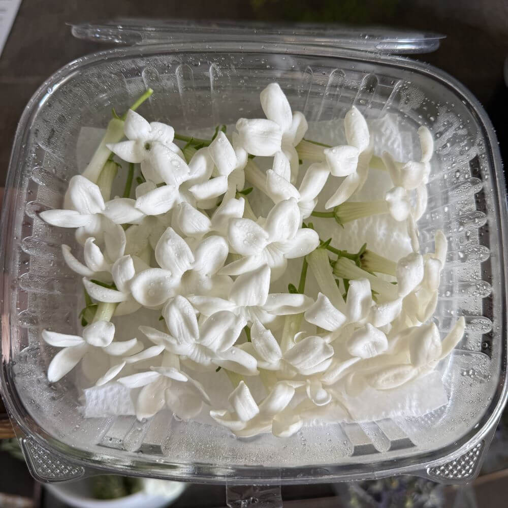 Stephanotis Box