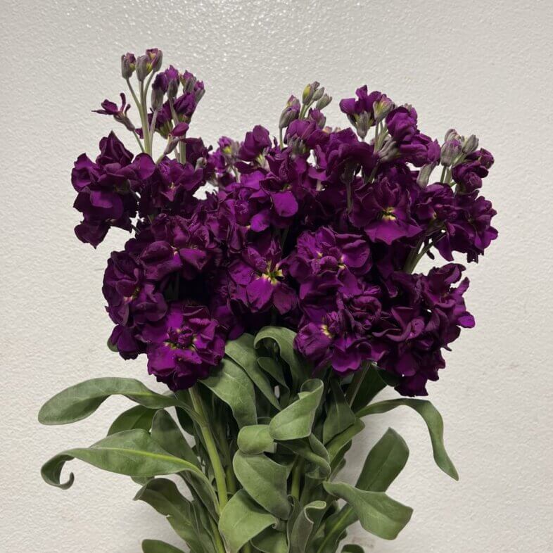 Stock Purple