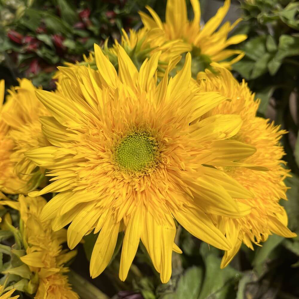 Sunflower Teddy Bear