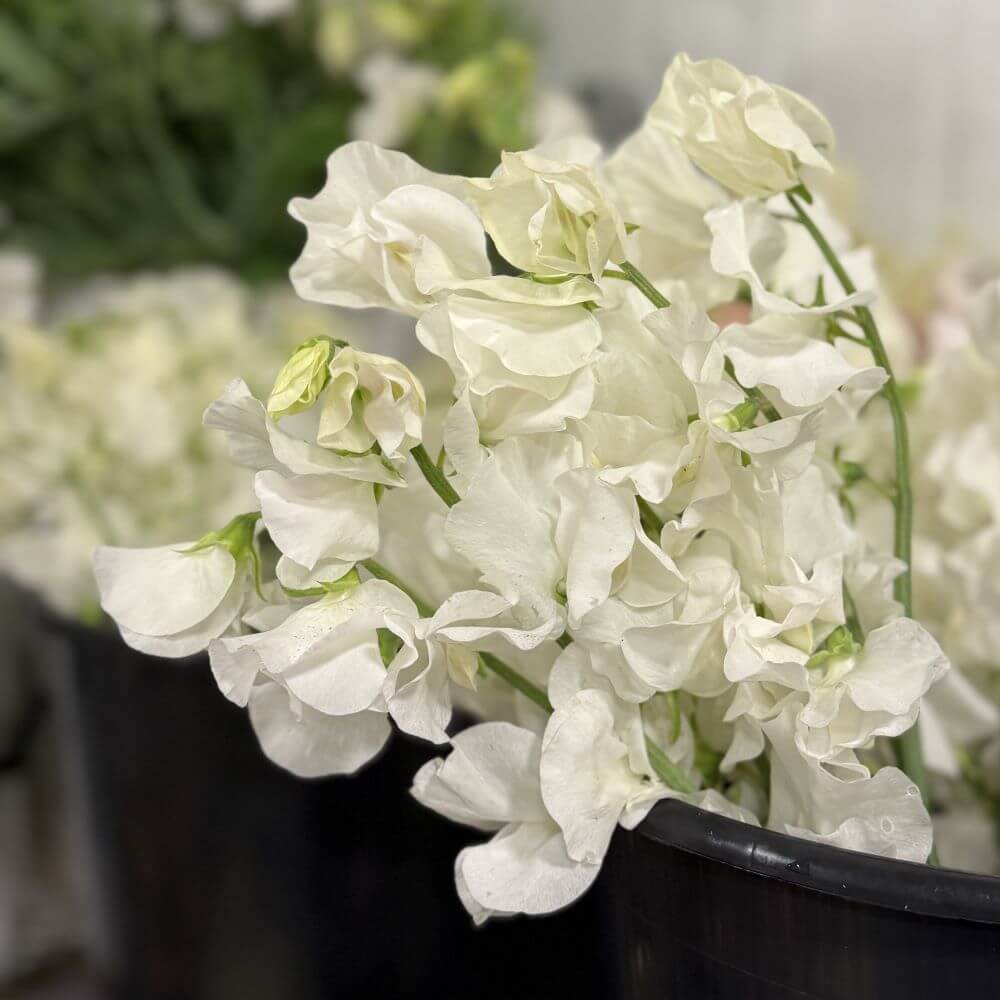 Sweet Peas domestic white