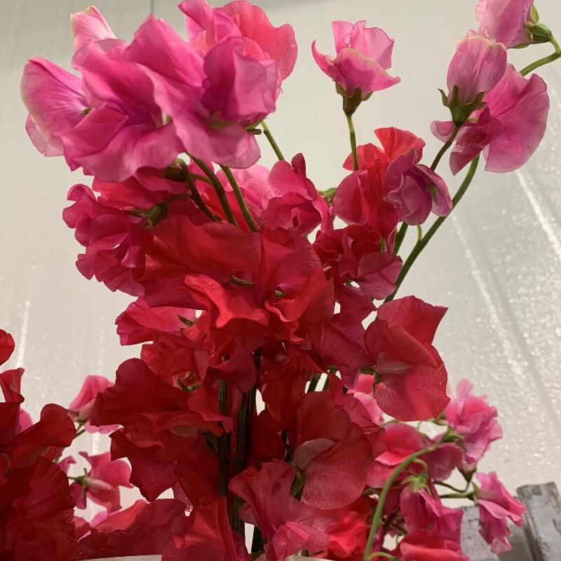 Sweet Peas hot pink