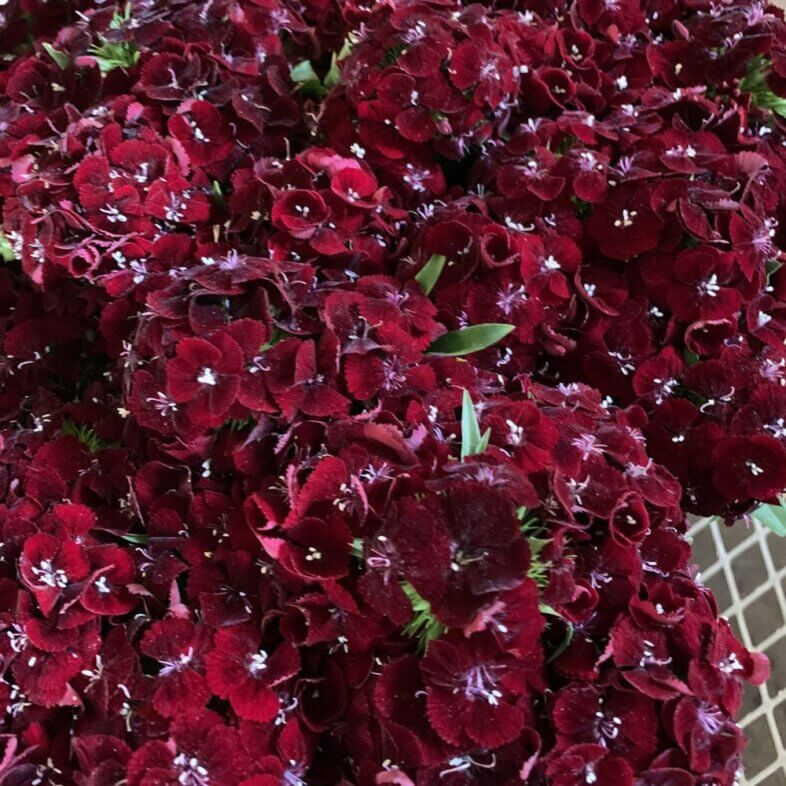 Sweet William Burgundy