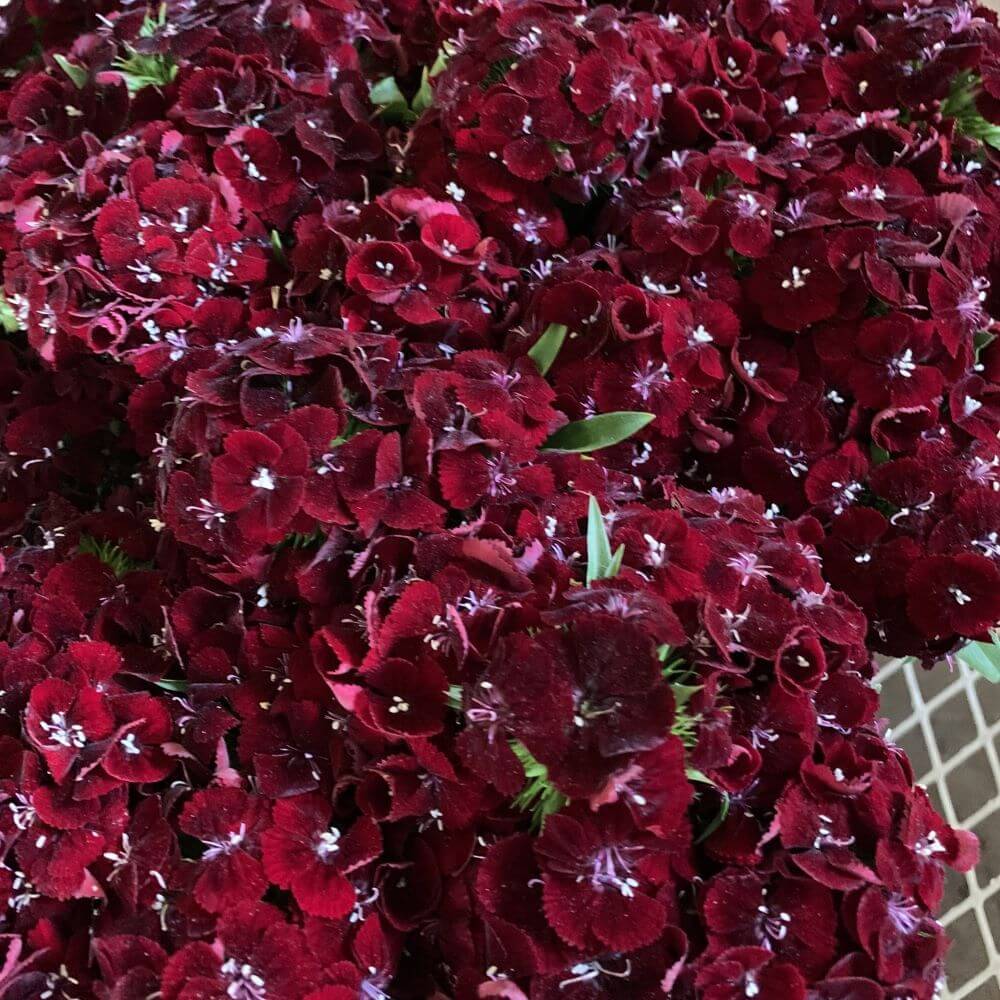 Sweet William Burgundy