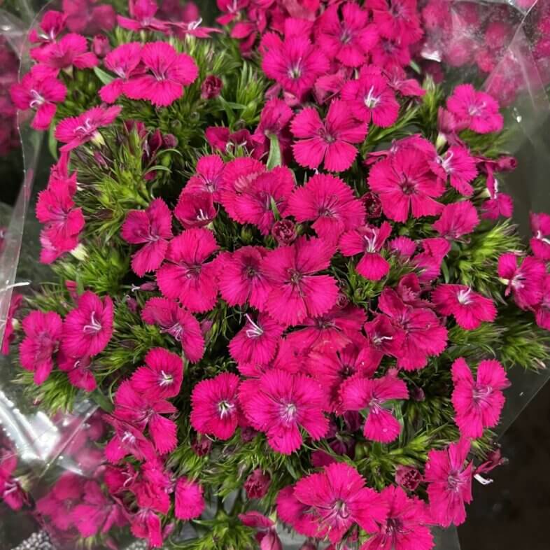 Sweet William Hot Pink