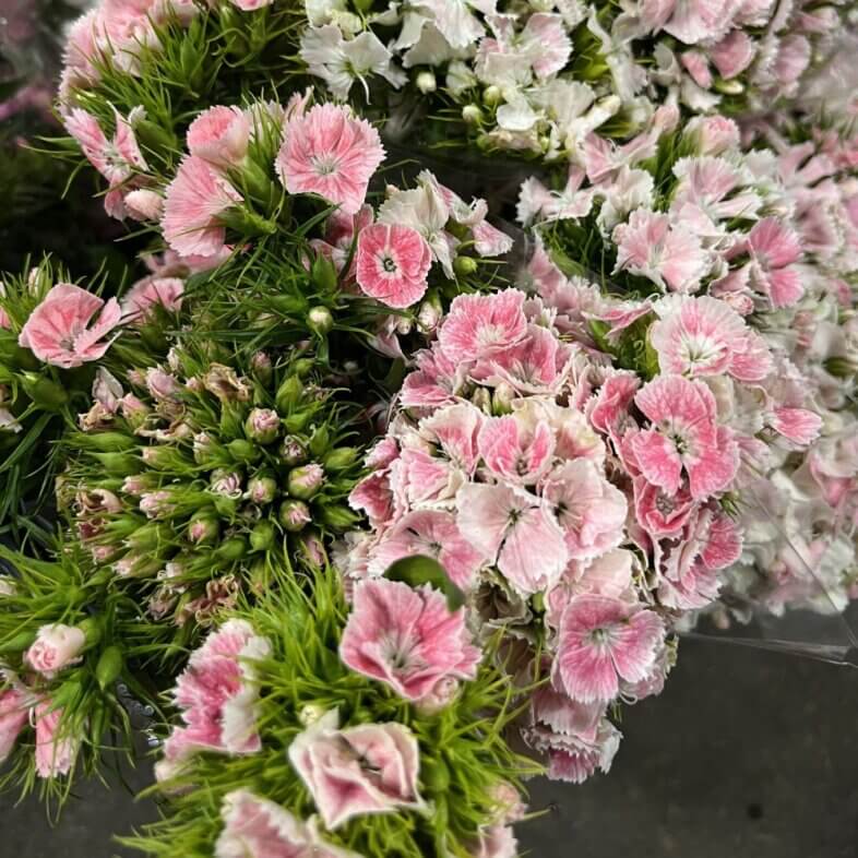 Sweet William light pink