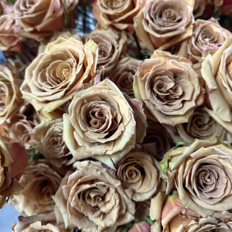 Toffee Roses