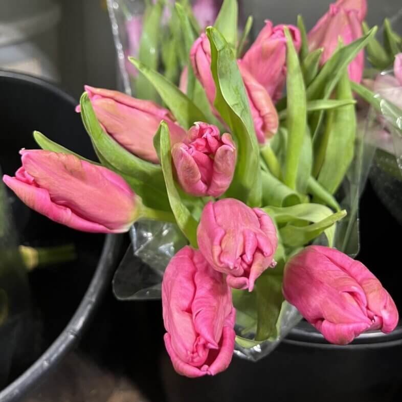 Tulip Parrot Hot Pink