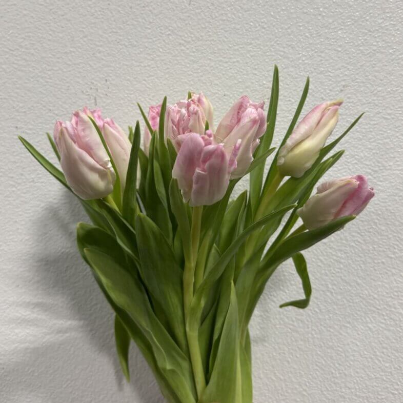 Tulip Parrot Light Pink