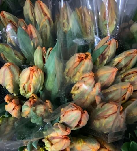 Tulip Parrot orange
