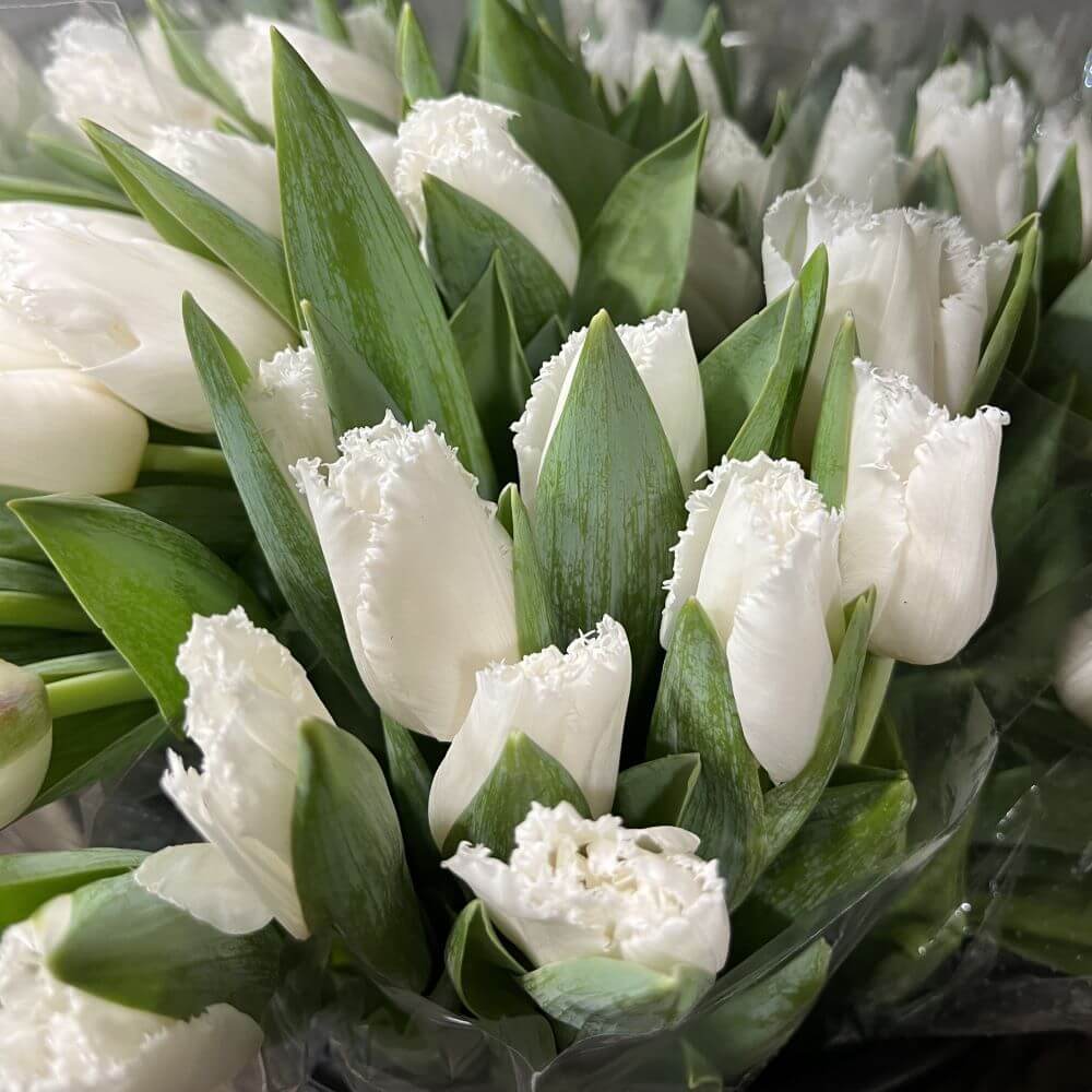 Frizzle white parrot tulip with ruffled petals