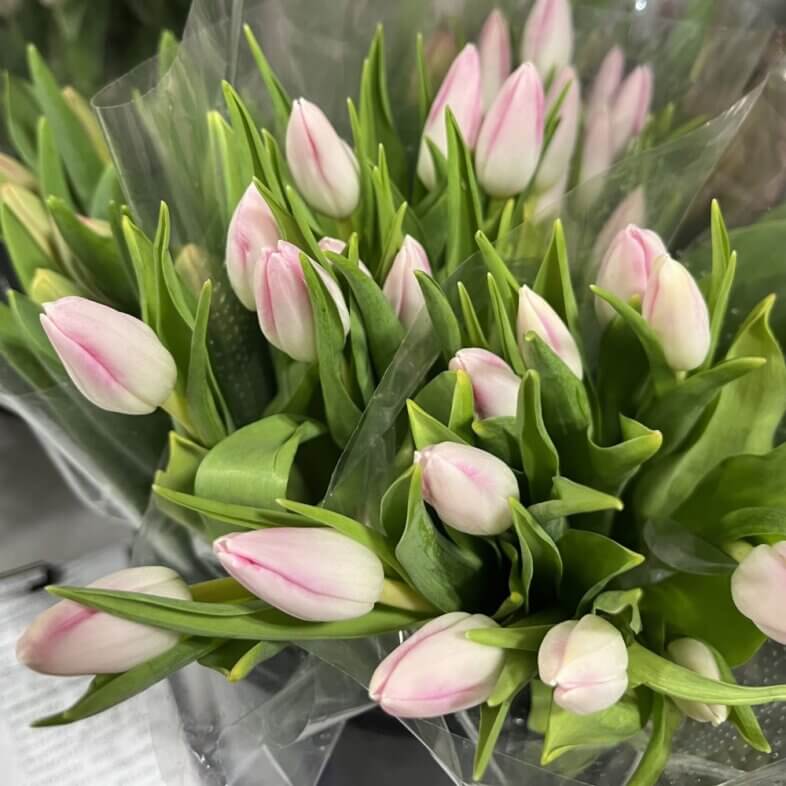 Tulip greenhouse light pink for Valentine's Day