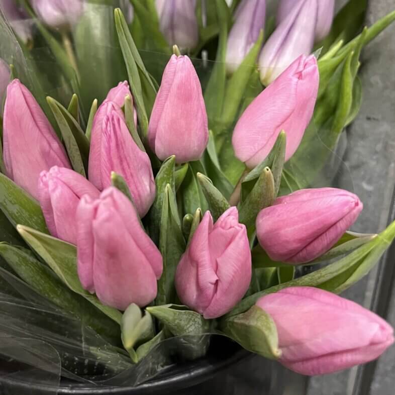 Tulip greenhouse pink