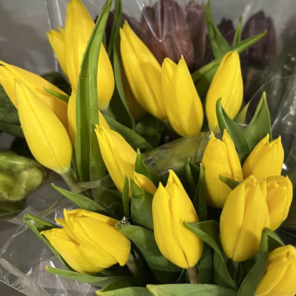 Tulip greenhouse yellow