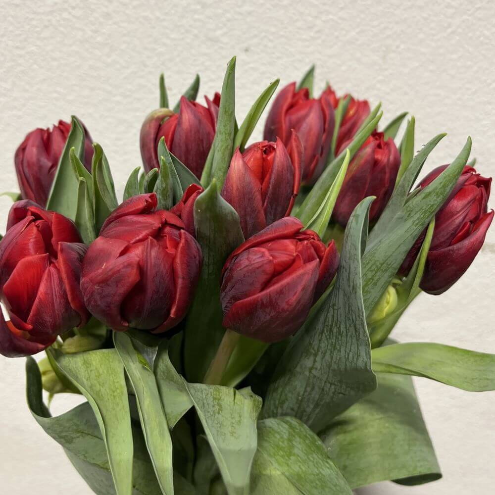Wholesale Tulips Double Red