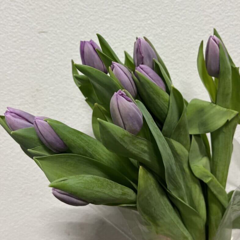 Wholesale Tulips Greenhouse Lavender