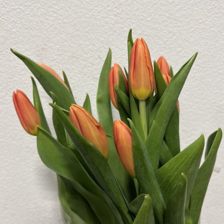 Wholesale Tulips Greenhouse Orange