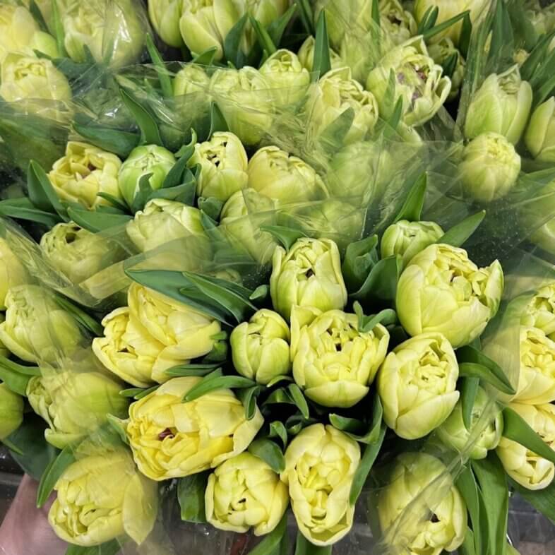 Tulips double cream