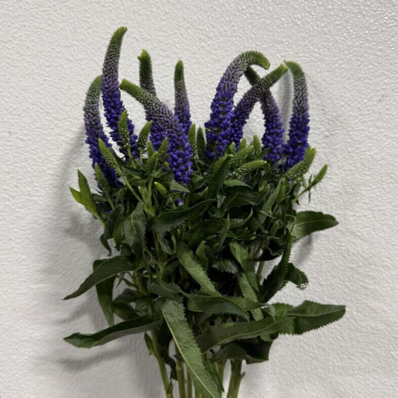 Veronica Blue