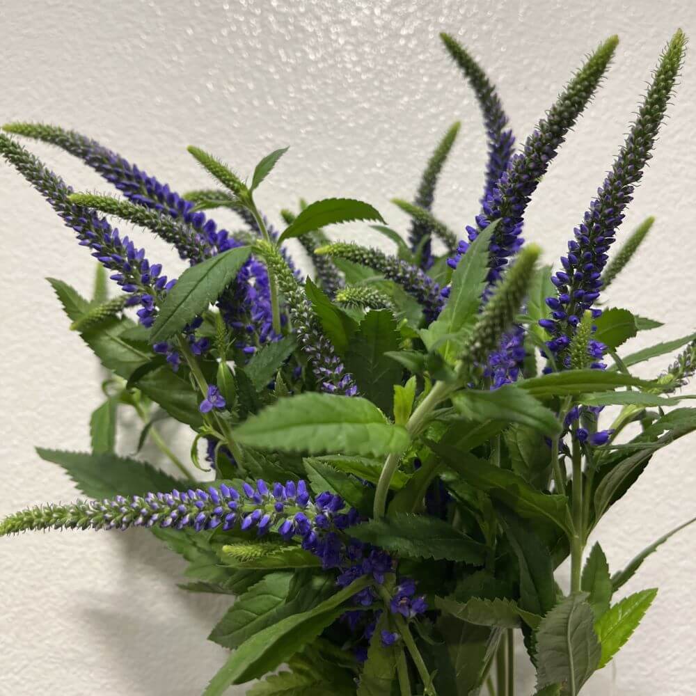 Wholesale Veronica blue