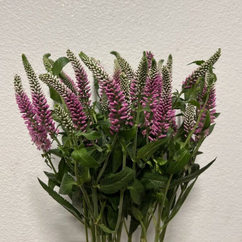Wholesale Veronica pink