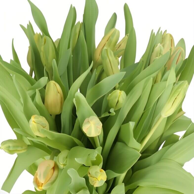 Apricot Parrot Tulips