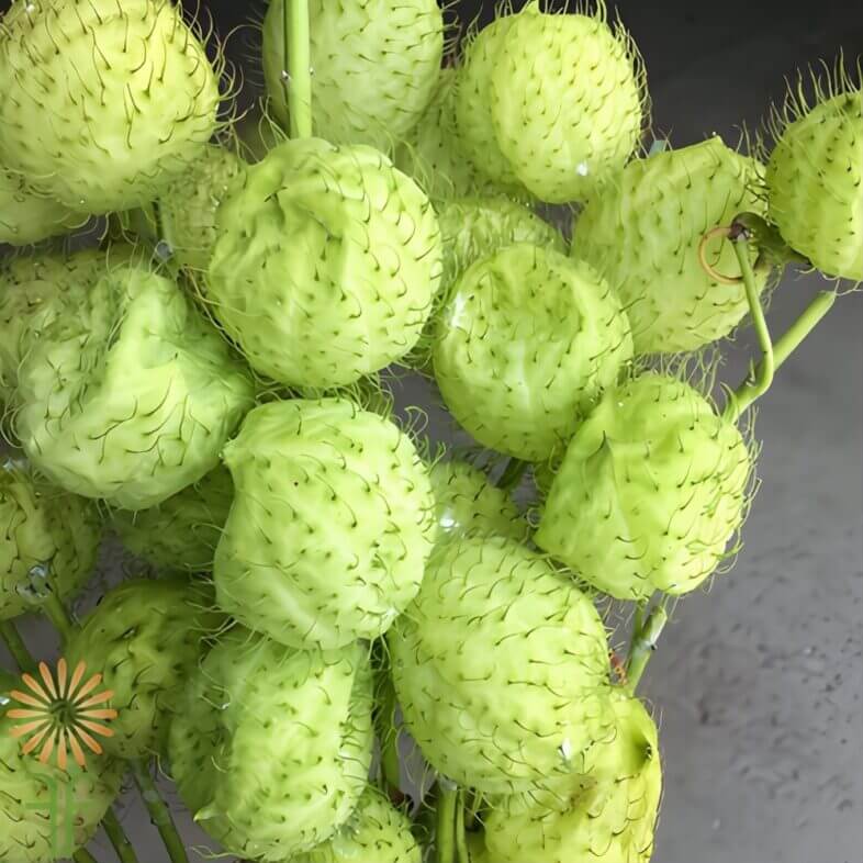 Asclepia Pods