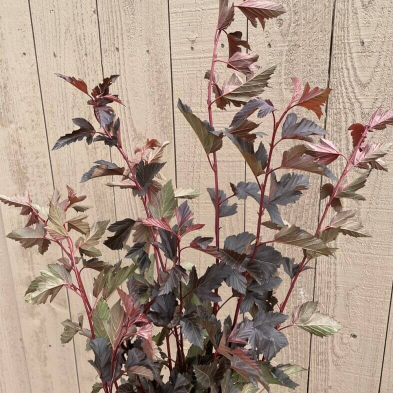 Autumn Ninebark