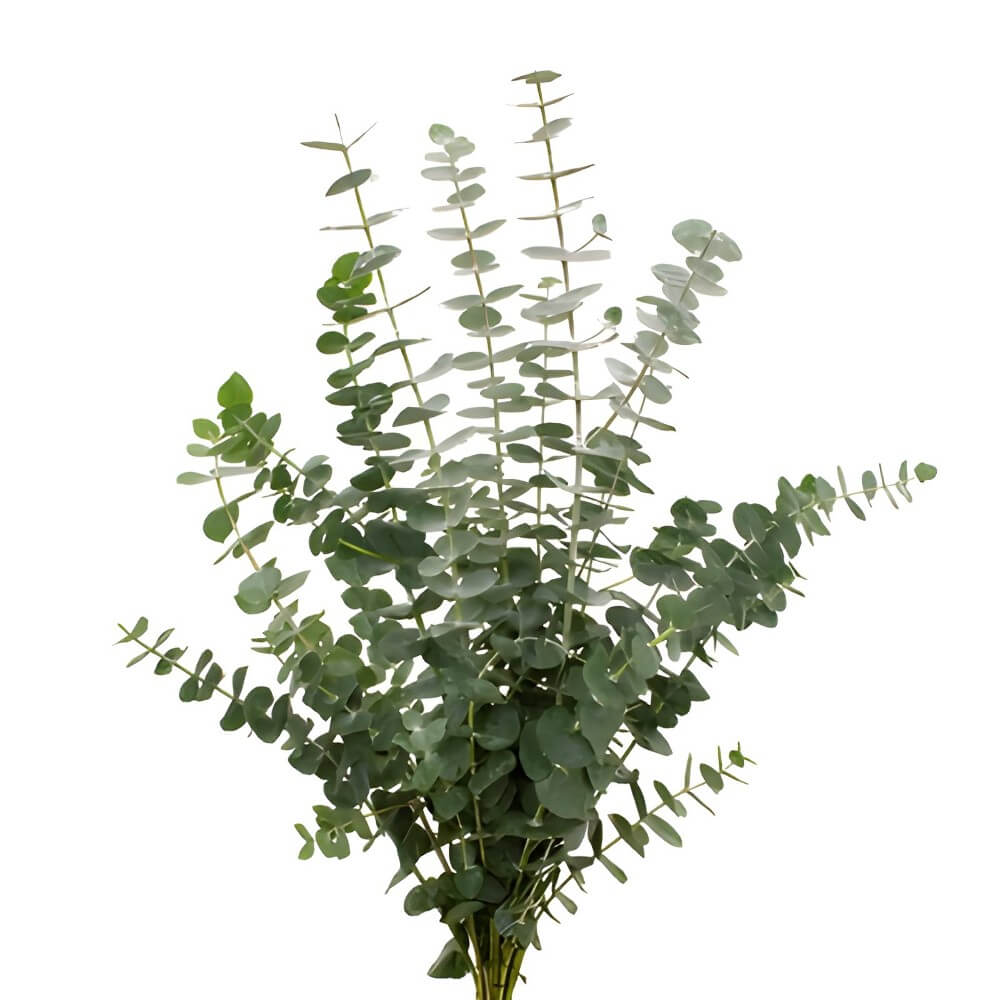 wholesale baby blue eucalyptus for valentine's day