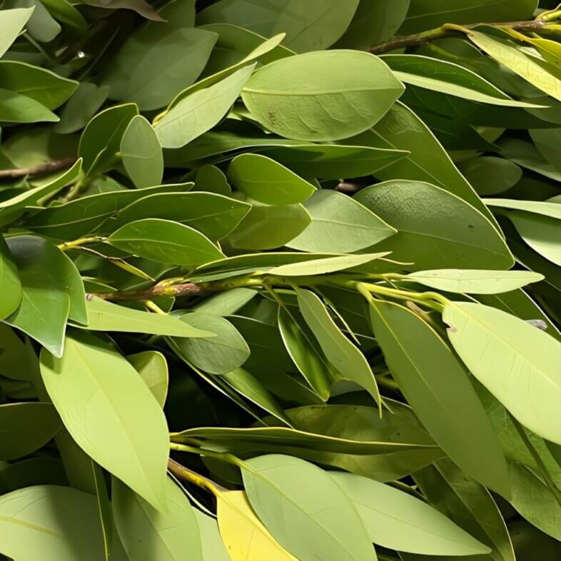 Bay Leaves, XL