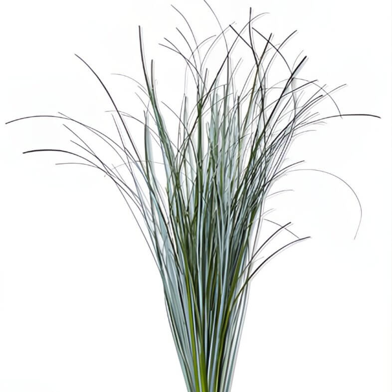 Bear Grass