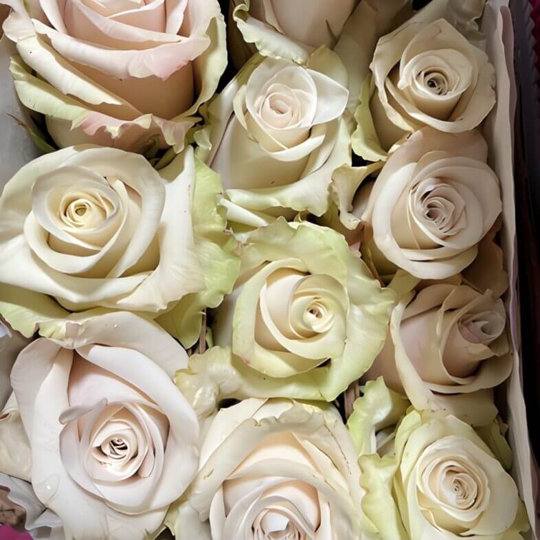 Beige Sandy Roses