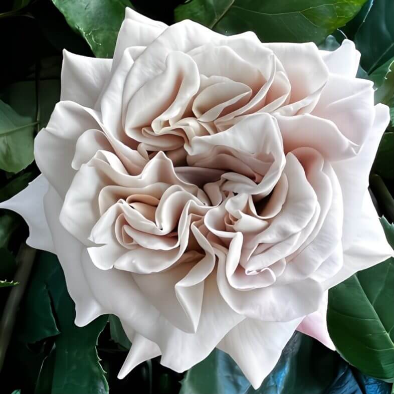 Beige Westminster Abbey Garden Roses
