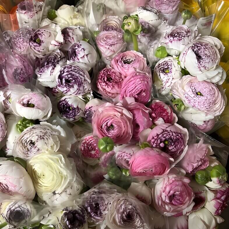 Bicolor Cappuccino Elegance Ranunculus