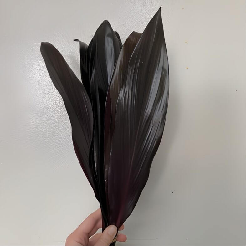 Black Ti Leaves