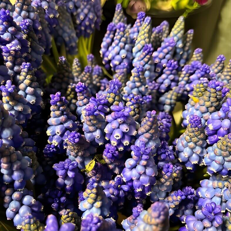 Blue Muscari Hyacinth
