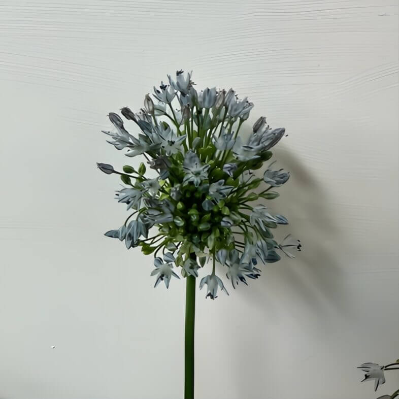 Blue Sky Perfume Allium