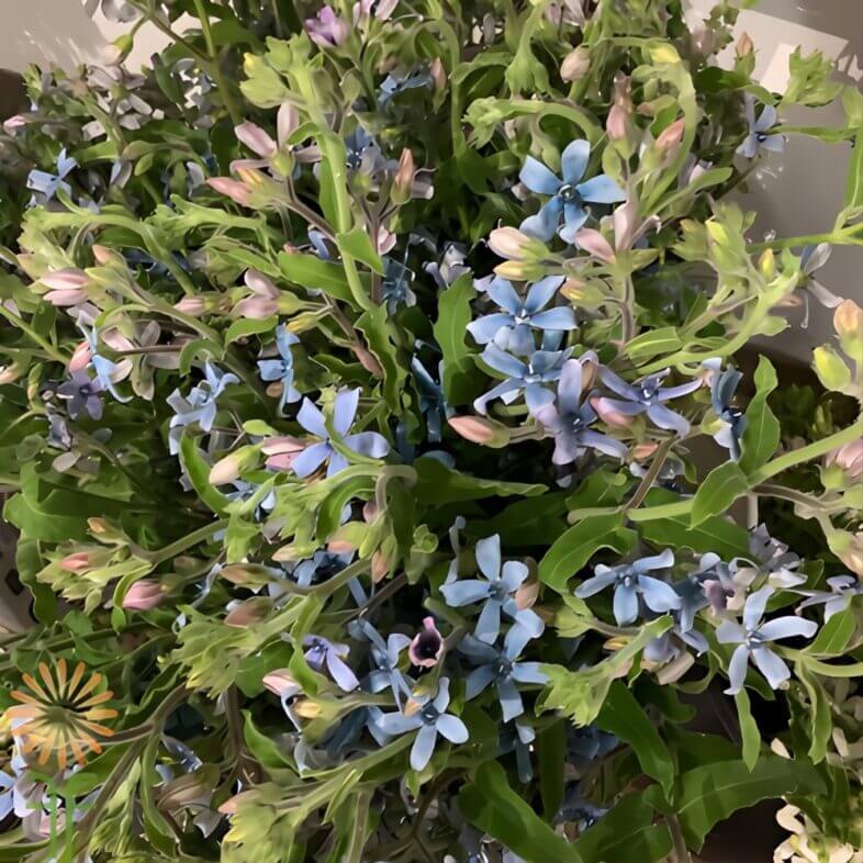 Blue Tweedia
