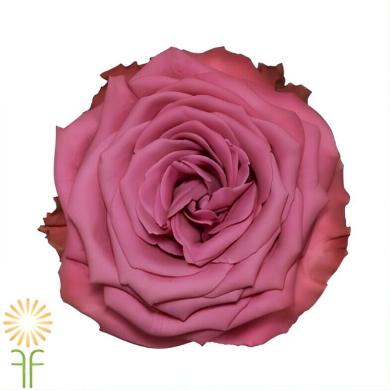 Purple Blueberry Roses